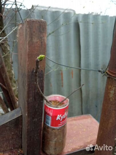 Грушевидный