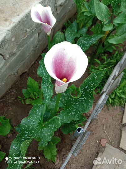 Калла клубни