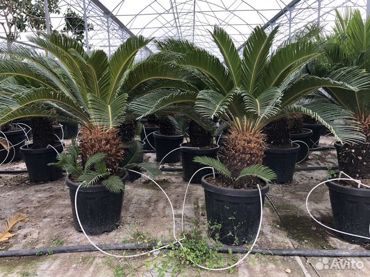 Саговая пальма Цикас (Саговник) 50-60см