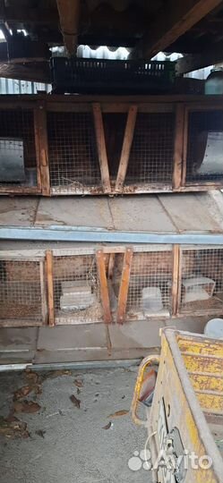 Клетки для кроликов Б/У