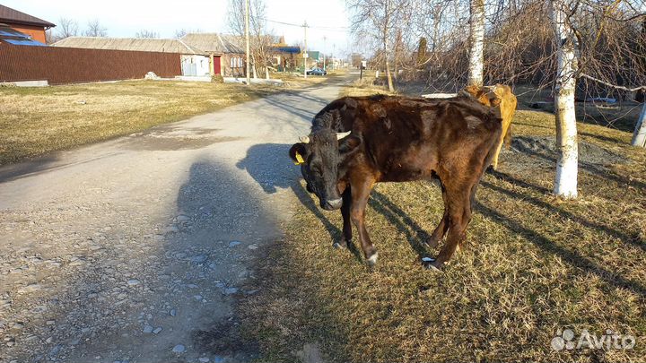 Корова дойная на мясо