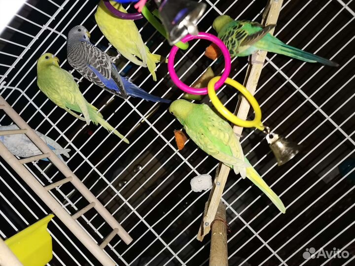 Волнистые папуги