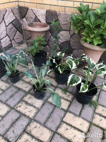 Гортензия Вимс Ред, хосты, ирисы