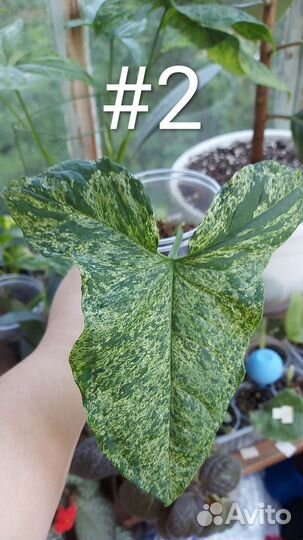 Сингониум моттлед