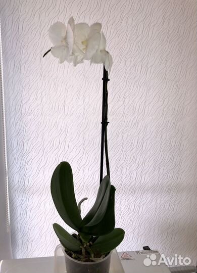 Орхидея
