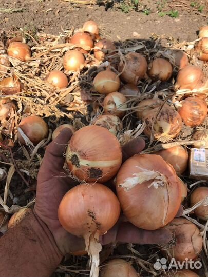 Лук репчатый оптом
