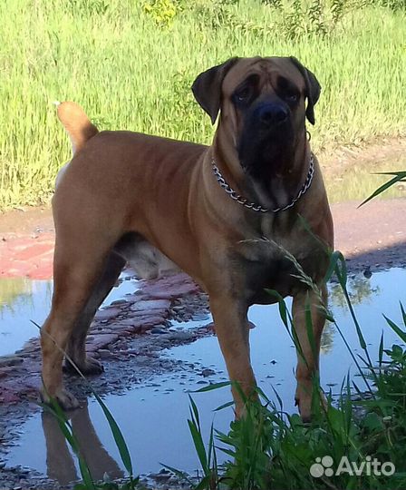 Бурбуль вязка