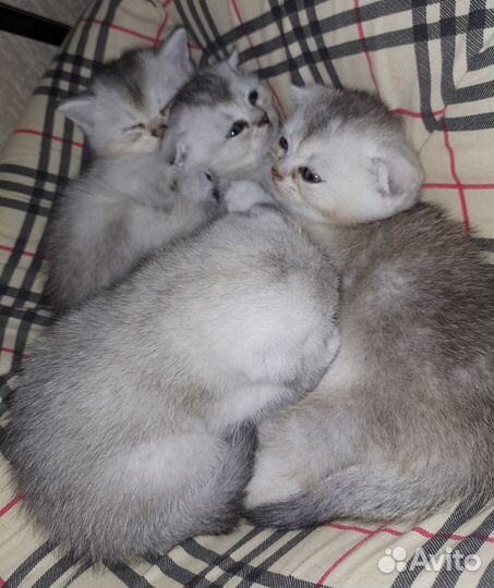 Шотландские вислоухие котята шиншилла