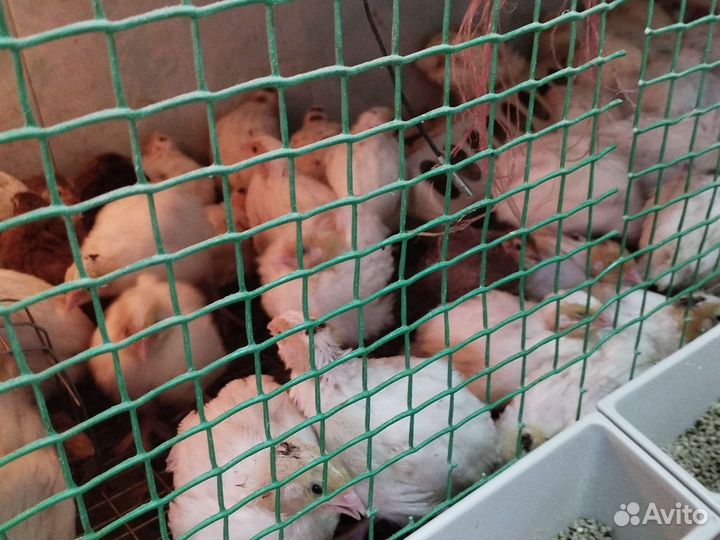 Перепелиные,куриные яйца домашние,перепёлки мясом