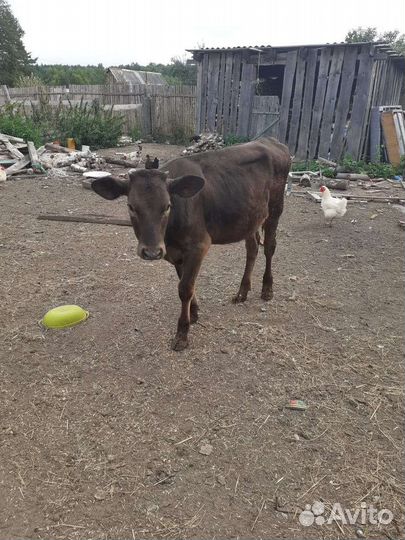 Домашние животные телята