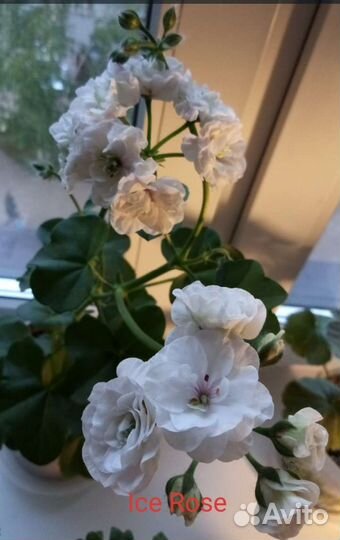 Пеларгония Ice Rose