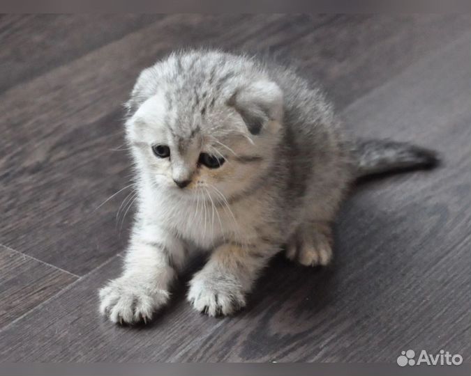 Вислоухий котёнок