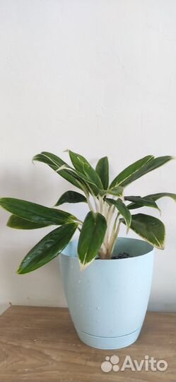 Продаю взрослые растения