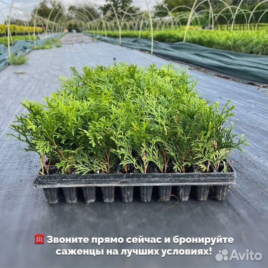 Черенки туй оптом