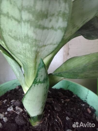 Сансевиерия Ханни