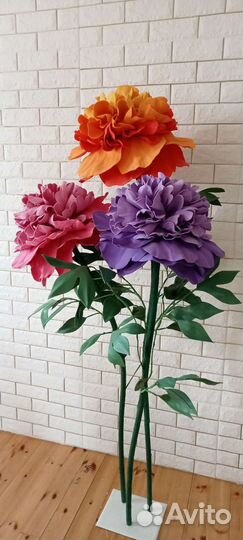 Пион садовый