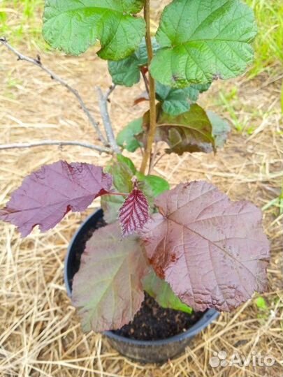 Саженцы Лещина обыкновенная Purpurea (Пурпуреа)