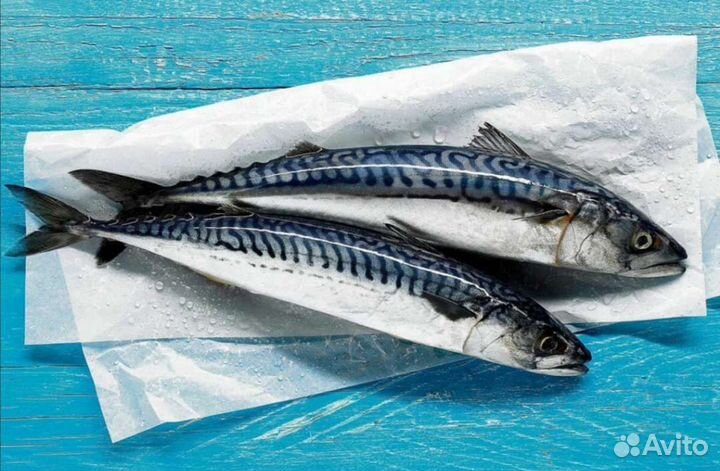 Скумбрия крупная