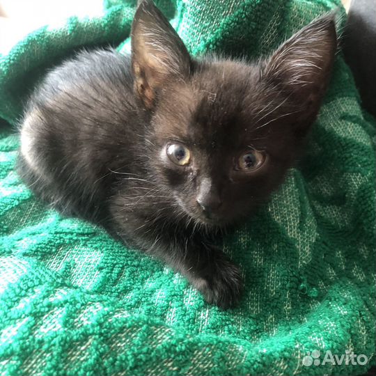 Котенок в добрые руки