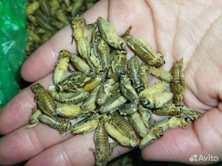 Сверчки кормовые, тараканы, жук знахарь