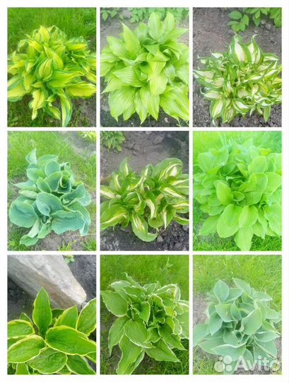 Многолетники для сада