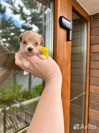 Мальтипу micro девочка ф1