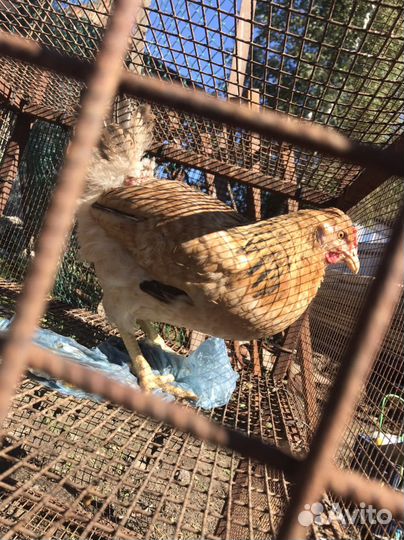 Куры несушки