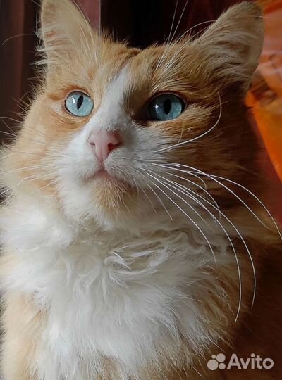 Котик бесплатно