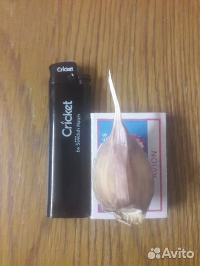 Чеснок озимый Любаша