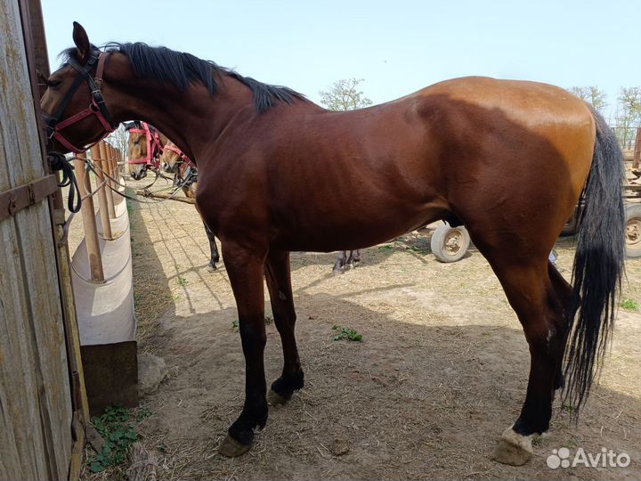 Шикарный Русский рысак 2021 г.р