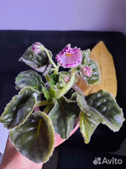 Сортовые фиалки