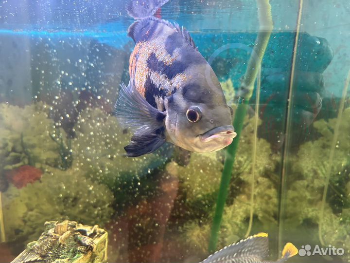 Рыбка астронотус