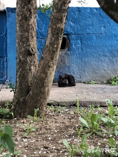 Выживает в подвале котенок-подросток