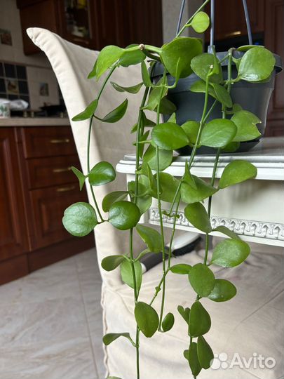 Дисхидия цветок