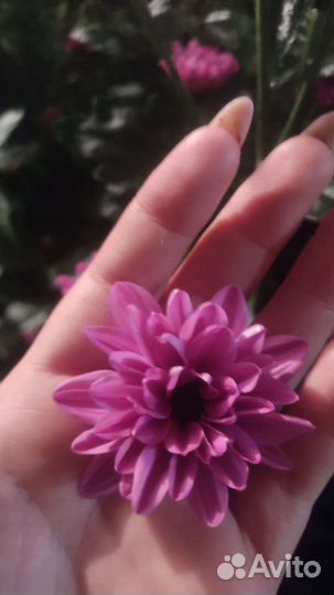 Хризантема опт для магазинов