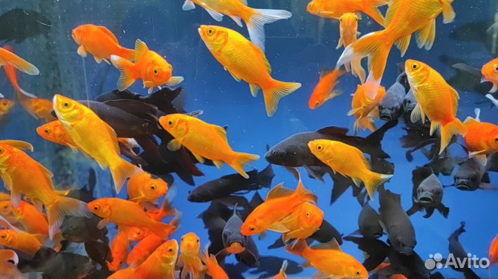 Рыба для пруда с доставкой по Москве и мо