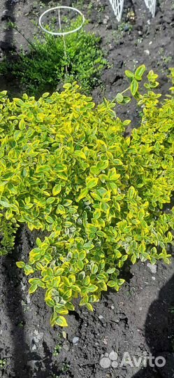 Бересклет Форчуна