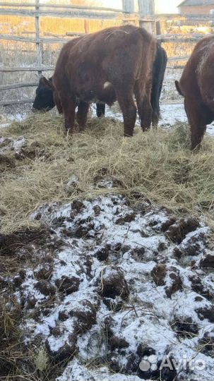 Крс малодняк. Овцы