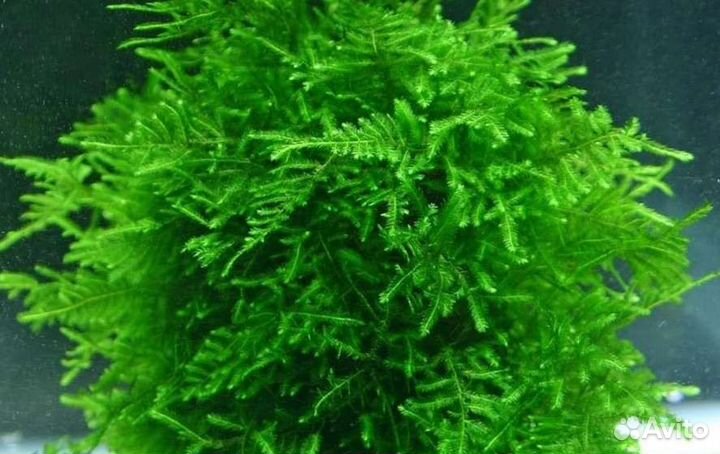 Мох аквариумный