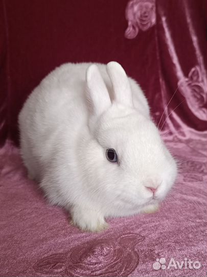 Чистопородный гермелин голубоглазый