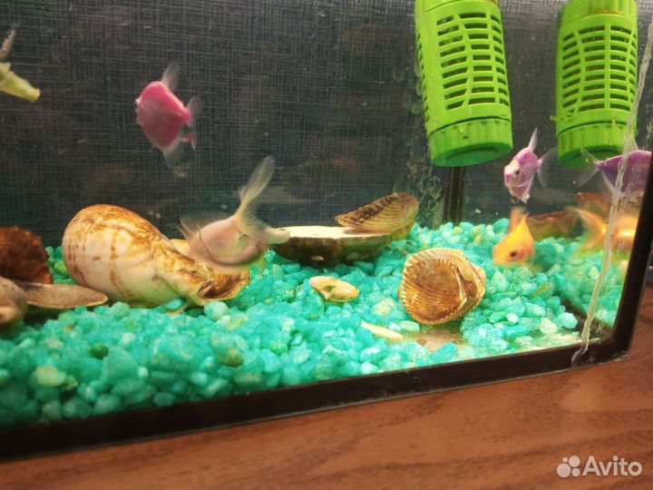 Аквариум с рыбками
