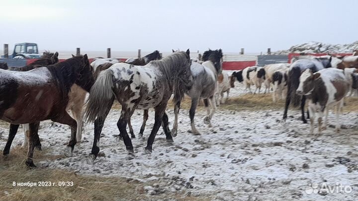 Жеребец 3й год
