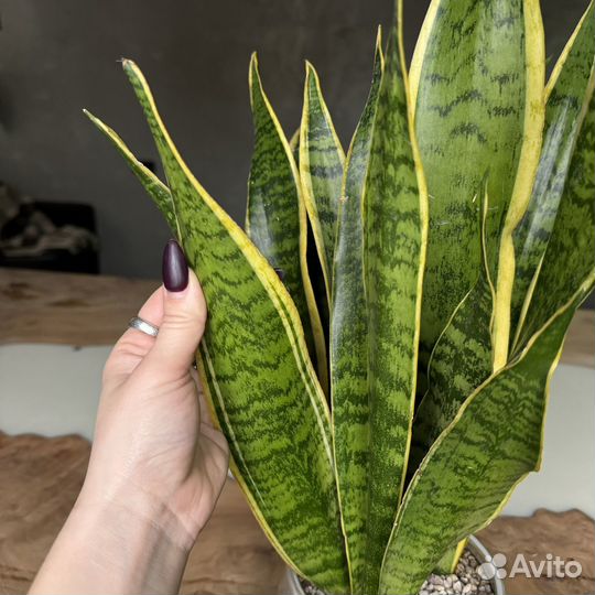 Комнатное растение с кашпо Сансевиерия