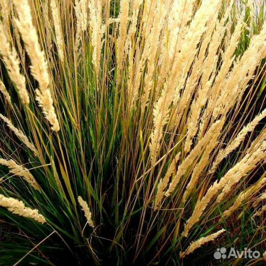 Кустарники и многолетники