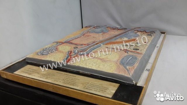 Макет строение кожи из СССР