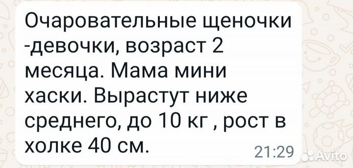 Щенки хаски метисы