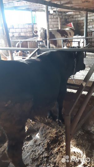 С/х животные