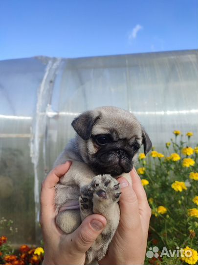 Щенки мопса