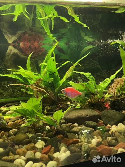 Украшение для аквариума