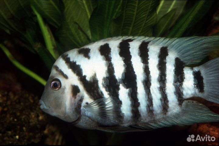 Аквариумные рыбки и растения